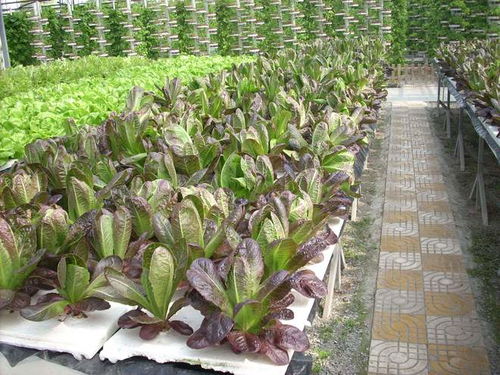 氣霧栽培 海歸廠二代引領農業革新，工廠種蔬菜一畝頂八畝